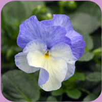 Victorian Viola Blue Sails